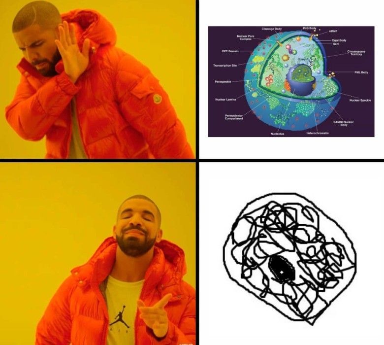Funny biology meme comparing detailed cell diagram with stick figure version students draw on exams