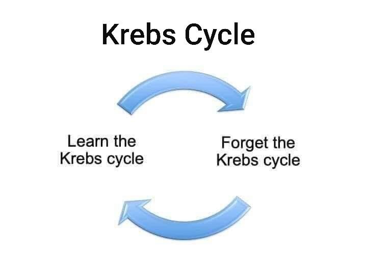 Funny Krebs cycle meme showing how students forget biochemistry after the exam