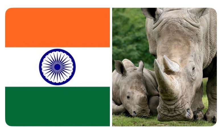 India's Rhino Revival: A Conservation Triumph with a 500% Population Surge , yipzap