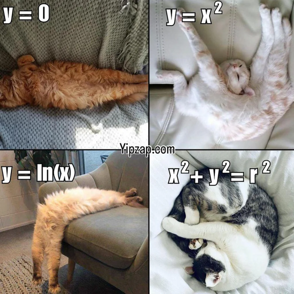Four sleeping cats shaped like math graphs: line, parabola, logarithm, and circle.