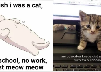 Funny Cat Memes About Work, School and Lost Pets