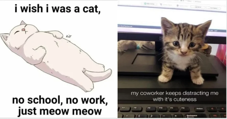 Funny Cat Memes About Work, School and Lost Pets