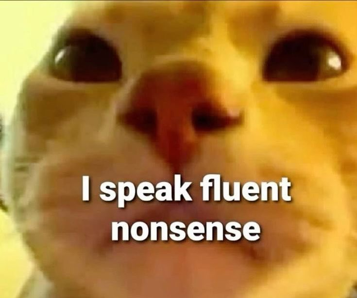 Top 3 Cat Memes That Broke the Internet