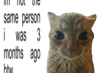 Adorable Cat Reflects on Personal Growth After 3 Months!