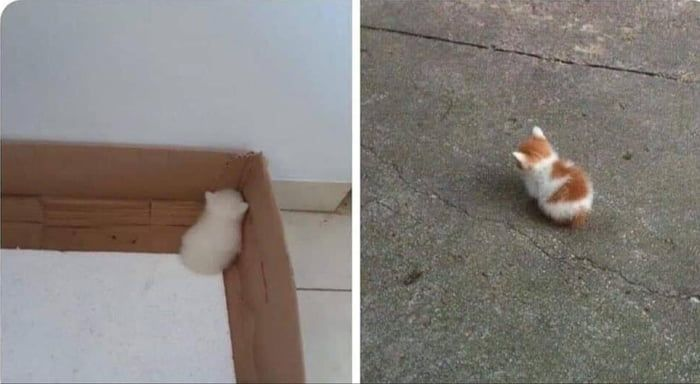 A small kitten with the caption “Say hello to Epsilon,” representing something tiny and cute as a math joke.