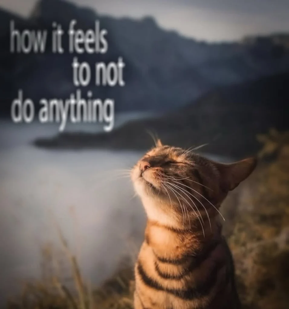 Cat typing on a laptop – work from home vibes