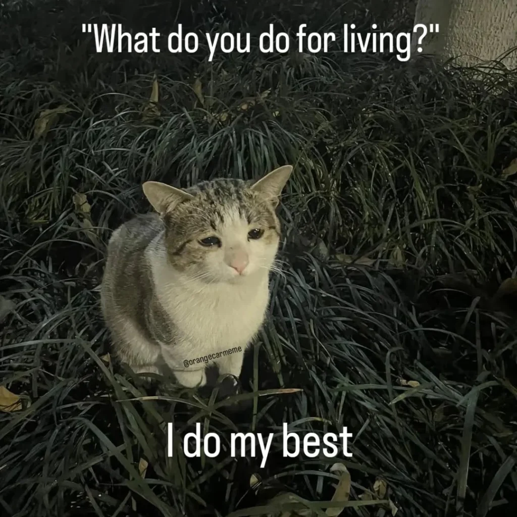 Smol kitten with a “send help” face