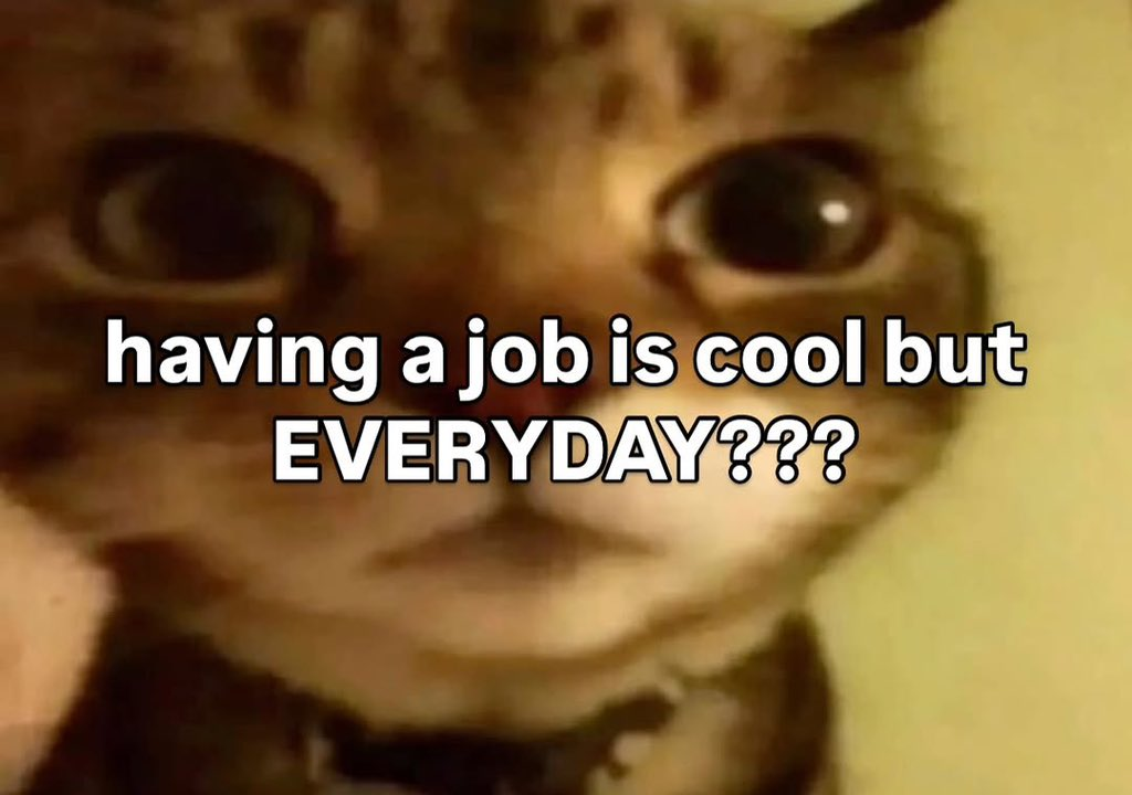 A collection of the top 10 cutest cat memes and funny cat pictures to brighten your day