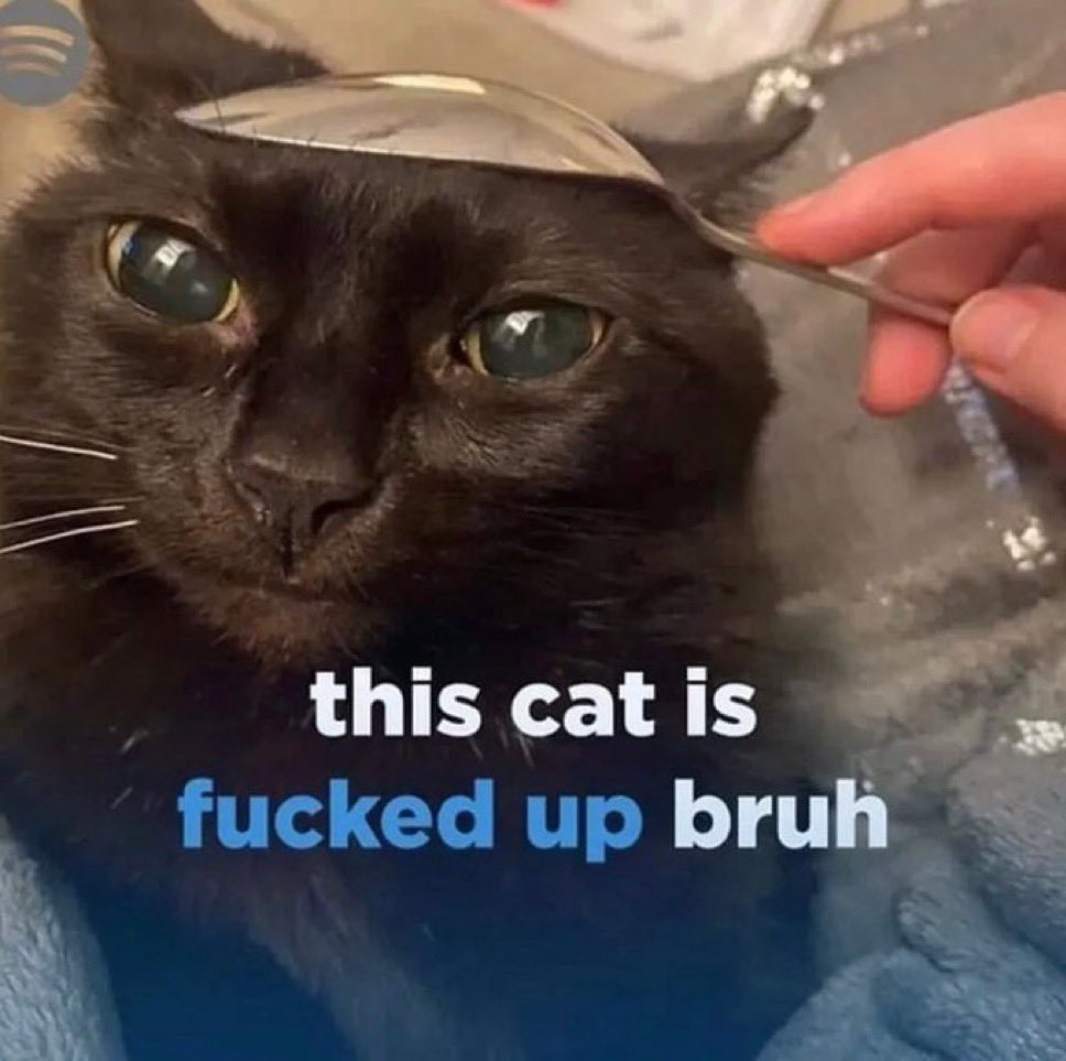 This cat have fucked up brain meme 