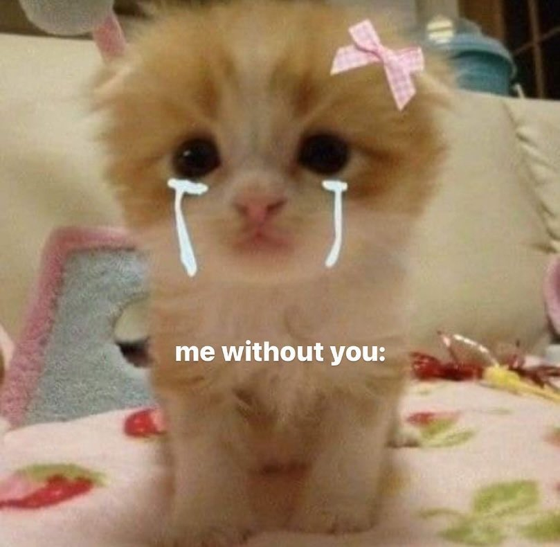 Me without you cat meme 