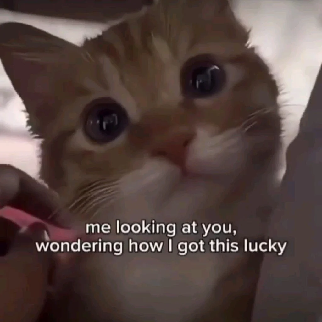 Top 10 cat meme 
