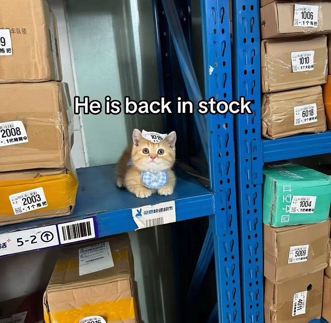 He is back in stock cat pic