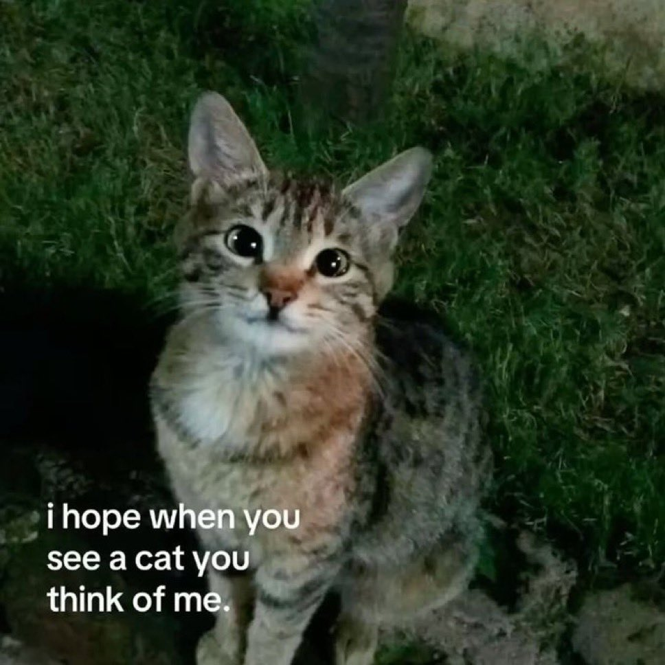 I hope when you see a cat think of me cat meme