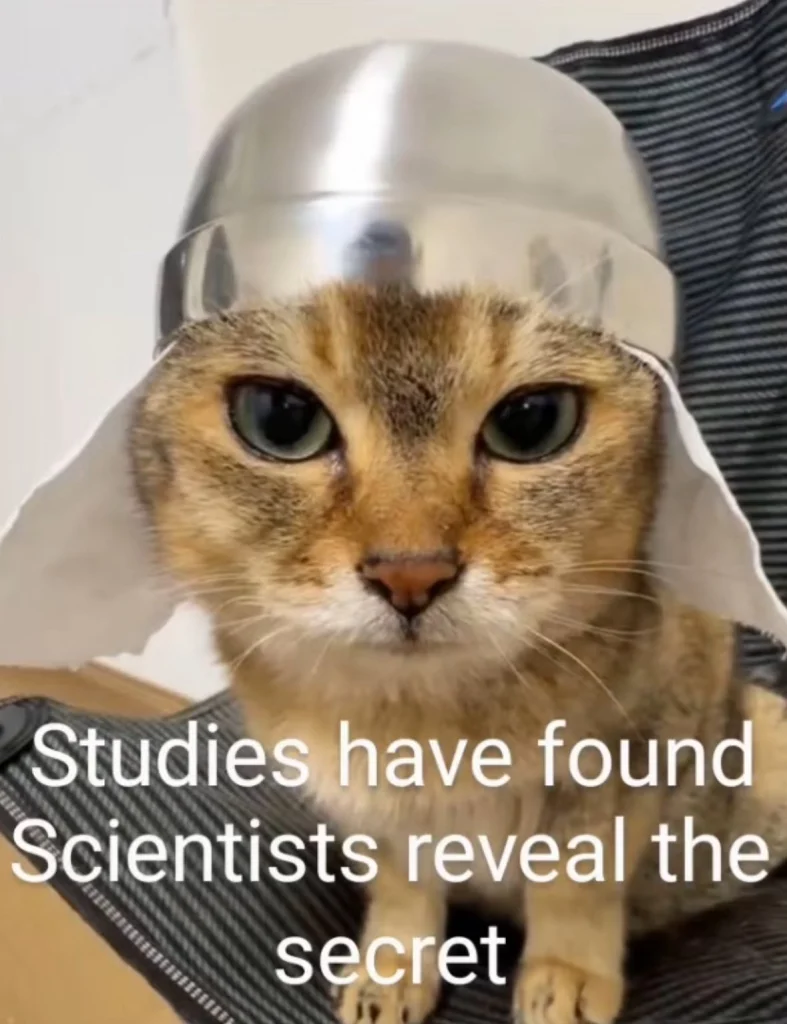 Study have found scientist cat meme