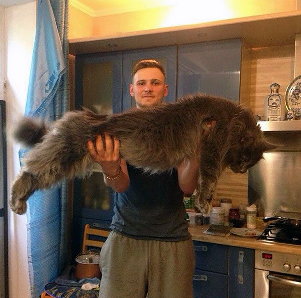 Large Maine Coon cat with long fluffy tail sitting on a wooden floor.