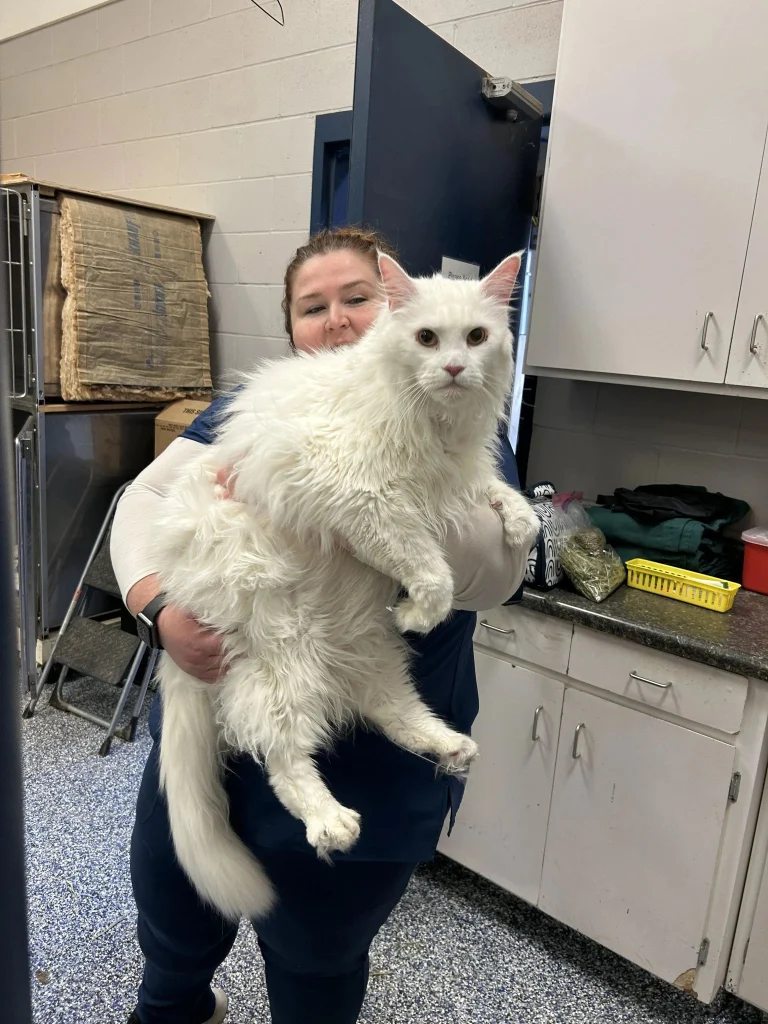 Beautiful Maine Coon cat with fluffy fur and long tail, showing the breed’s large size and gentle personality.