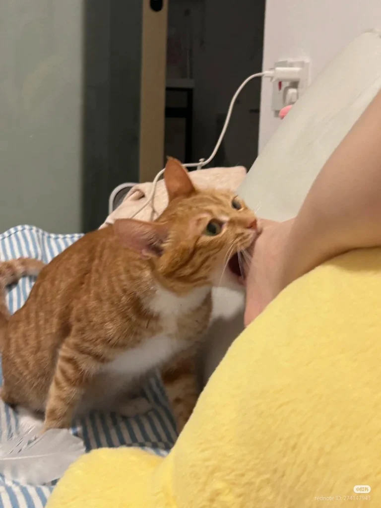 Close-up of a cat nibbling on a person’s leg, showing common biting behavior in cats.