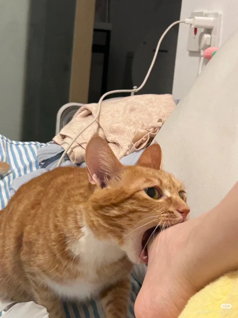 A playful cat gently biting a person’s hand during a fun interaction at home.