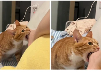 Why Do Cats Bite Legs and Hands? Understanding Cat Behavior