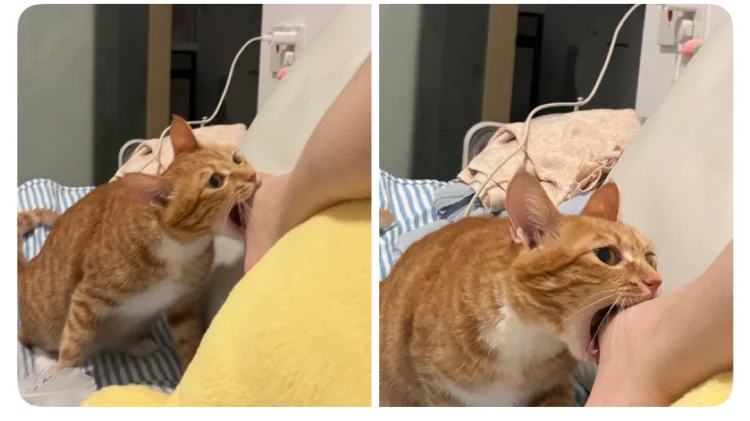 Why Do Cats Bite Legs and Hands? Understanding Cat Behavior