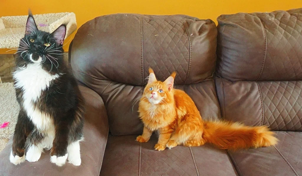 Black and orange 8-month-old Maine Coon cats sitting side by side on a sofa.