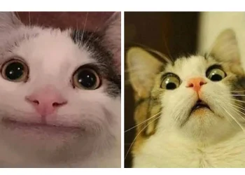 International Cat Day 2025 Celebrating Our Feline Friends Around the World