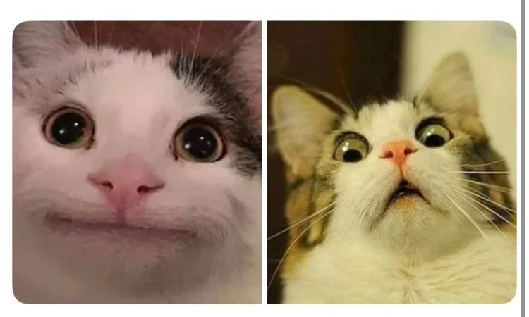 International Cat Day 2025 Celebrating Our Feline Friends Around the World