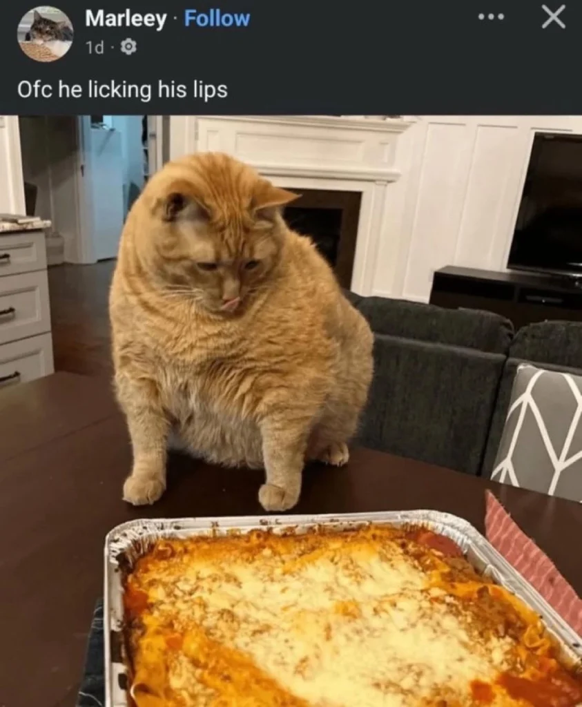 A close-up photo shows an orange, overweight cat sitting on a dining table, looking down at a large pan of lasagna. The cat has its tongue slightly out, as if licking its lips. The caption above the image, from a user named "Marleey," reads "Ofc he licking his lips."
