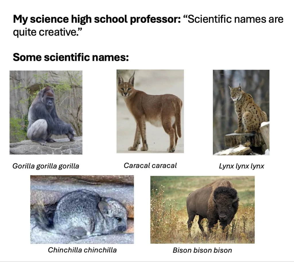 Five animals with names like “Gorilla gorilla” and “Bison bison bison.” It’s a joke about repeated names.