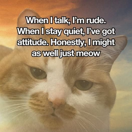 Close up of a grumpy looking orange and white cat, with text joking about being called rude or having attitude no matter how they communicate