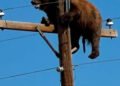 Bear stuck on utility pole in New Mexico photographed by a passing driver