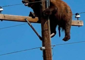 Bear stuck on utility pole in New Mexico photographed by a passing driver