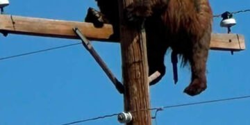 Bear stuck on utility pole in New Mexico photographed by a passing driver