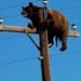 Bear stuck on utility pole in New Mexico photographed by a passing driver