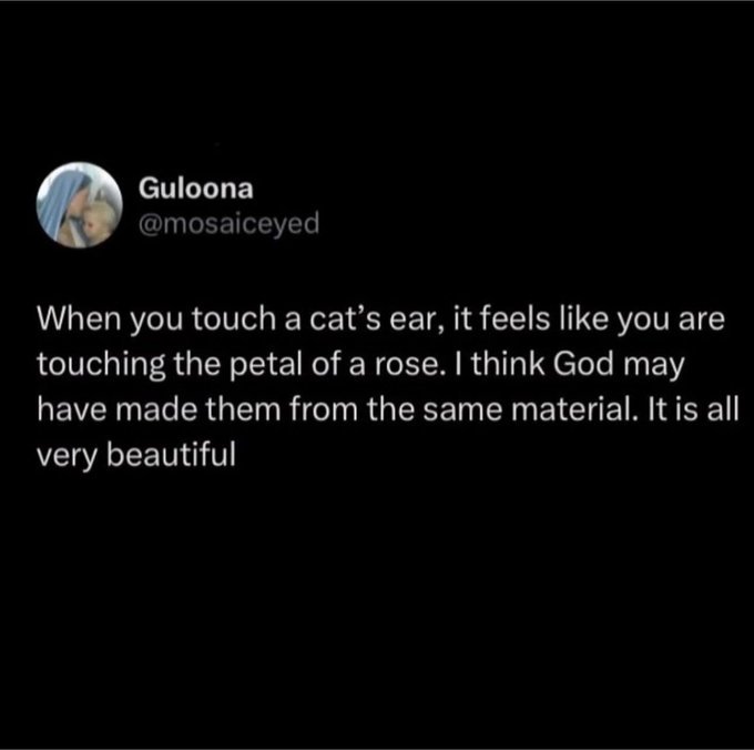 Viral tweet comparing the soft touch of a cat ear to the petal of a rose