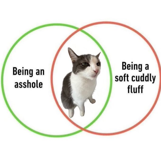 Venn diagram cat meme showing the overlap between being an asshole and a soft cuddly fluff