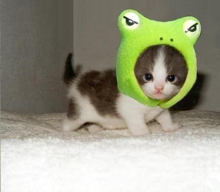 Kitten wearing a cute green plush frog hat looking directly at the camera