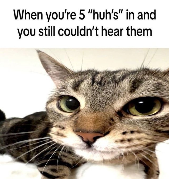 Close-up of a confused cat with caption when you are 5 huhs in and still could not hear them