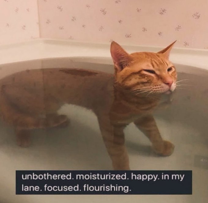 Orange cat floating peacefully in a bath tub with text unbothered moisturized happy in my lane