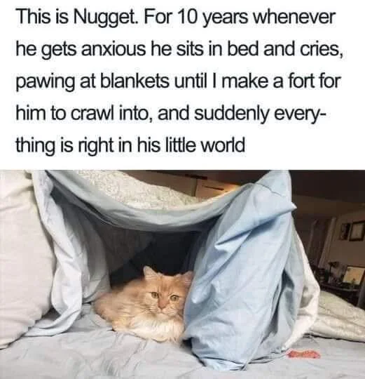 Nugget the cat sitting safely inside a homemade blanket fort for anxiety relief
