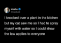 15 Reasons Cats Rule the Internet (And Our Hearts): Happy International Cat Day!