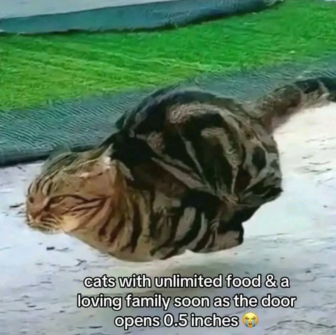 Blurry fast running cat meme about cats running outside as soon as the door opens