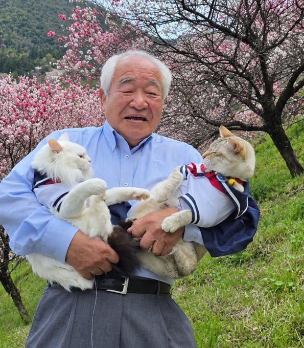 Japanese grandpa holding two cats in sailor outfits in front of pink plum blossoms