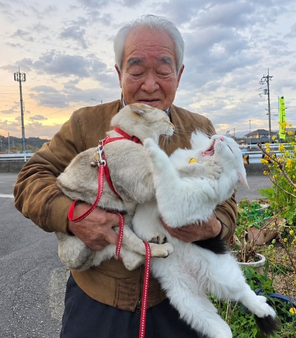 Elderly Japanese man holding two cats on red leashes at sunset
