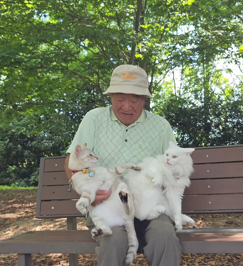 Japanese grandpa sitting on a park bench with two fluffy cats on his lap
