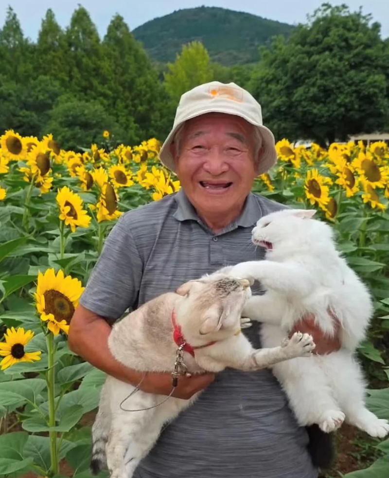 Smiling Japanese grandpa holding two fighting cats in a sunflower field
