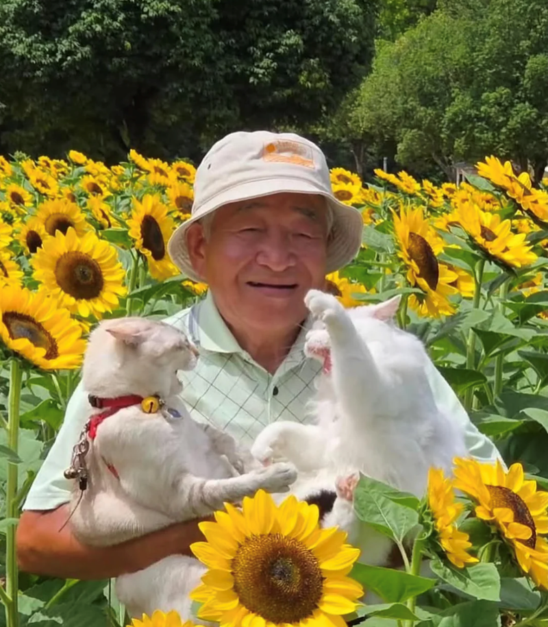Happy elderly man in a bucket hat with two cats among sunflowers