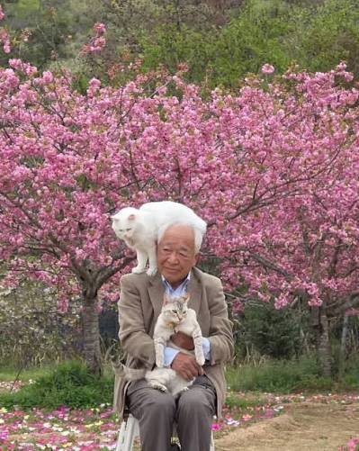 Japanese grandpa sitting under cherry blossoms with a white cat on his shoulder and a cat in his lap